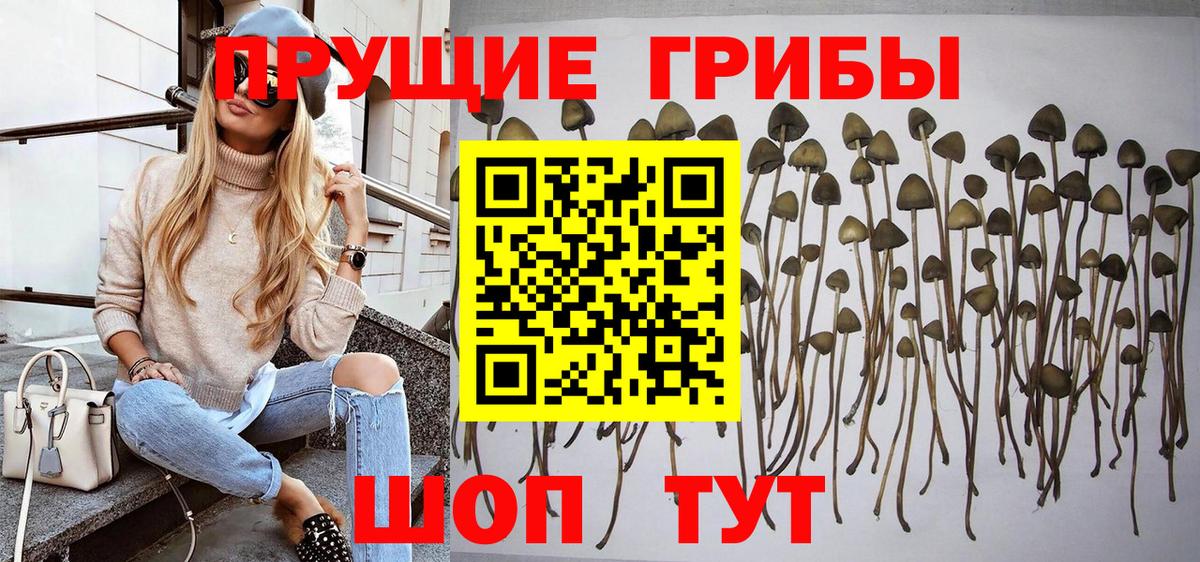 Псилоцибиновые грибы GOLDEN TEACHER Саянск